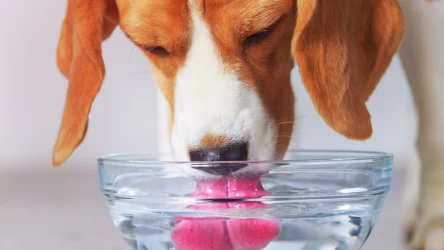 Co dzieje się, gdy nie myjesz psiej miski? To grozi poważnymi chorobami