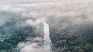 Amazonia jaką znamy może niedługo zniknąć