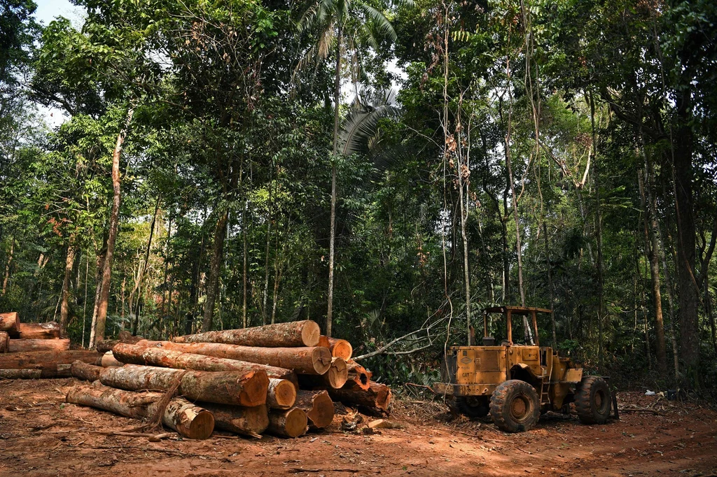 Amazonii nie pomaga wylesianie
