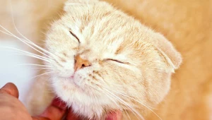 Felinoterapia: Na czym polega leczenie z udziałem kota?