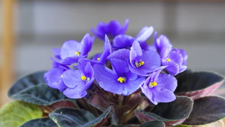 Fiołek afrykański to piękny kwiat, który wymaga szczególnego traktowania