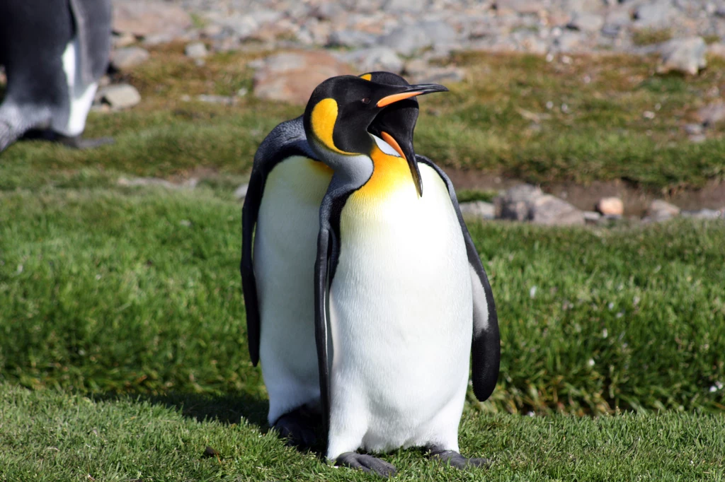 Pingwiny kochają przygody, więc kontakt z pensjonariuszami daje im dużo radości 