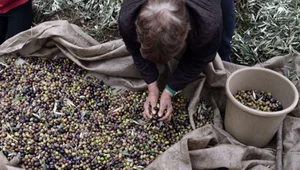 ​Oliwa z oliwek zagrożona? Drzewka oliwne cierpią z powodu ocieplenia klimatu