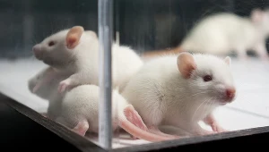 Szczury grające w Doom II? Tego jeszcze nie... grali