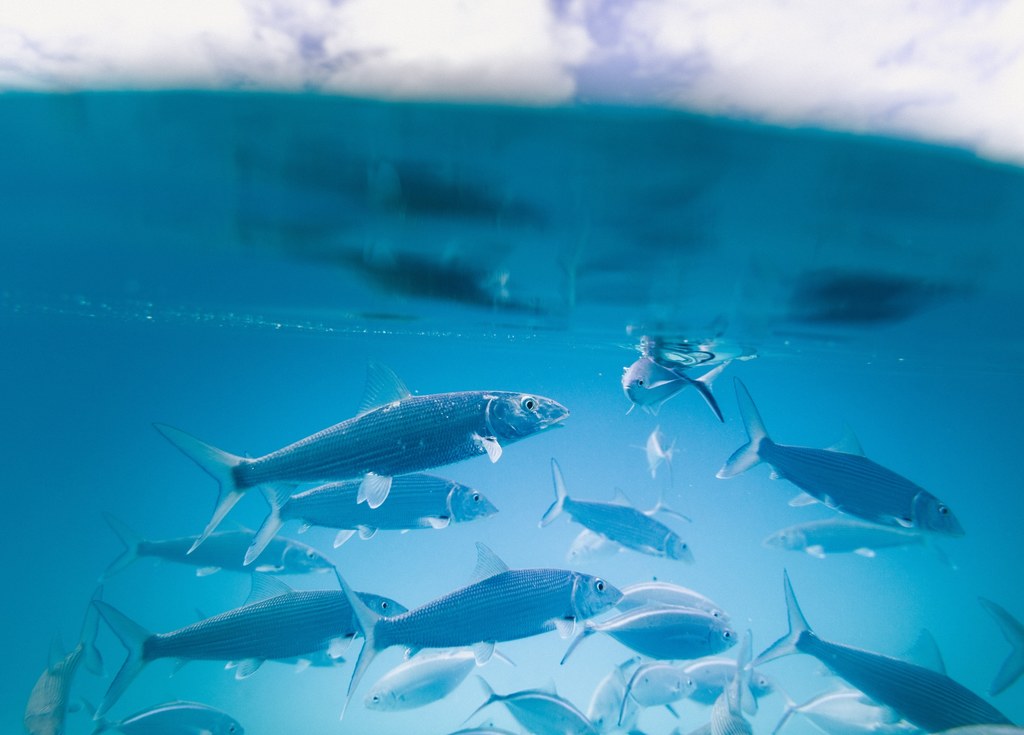 Już w 2050 r. w oceanach może być więcej plastiku niż ryb