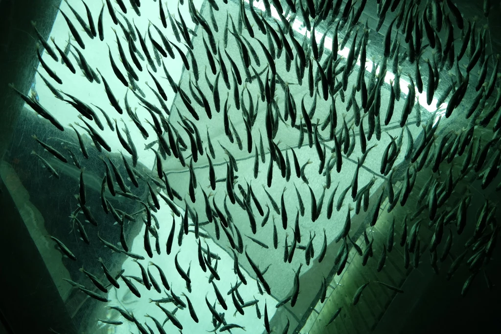 Żyjące w morzach ryby po prostu wyginą z powodu ocieplenia klimatu