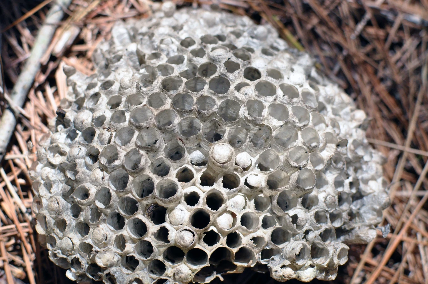 U osób z trypofobią takie zdjęcie wywołuje lęk lub obrzydzenie
