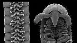 Nikt nie ma więcej nóg. Naukowcy odkryli krocionoga, który ma ich... 1300