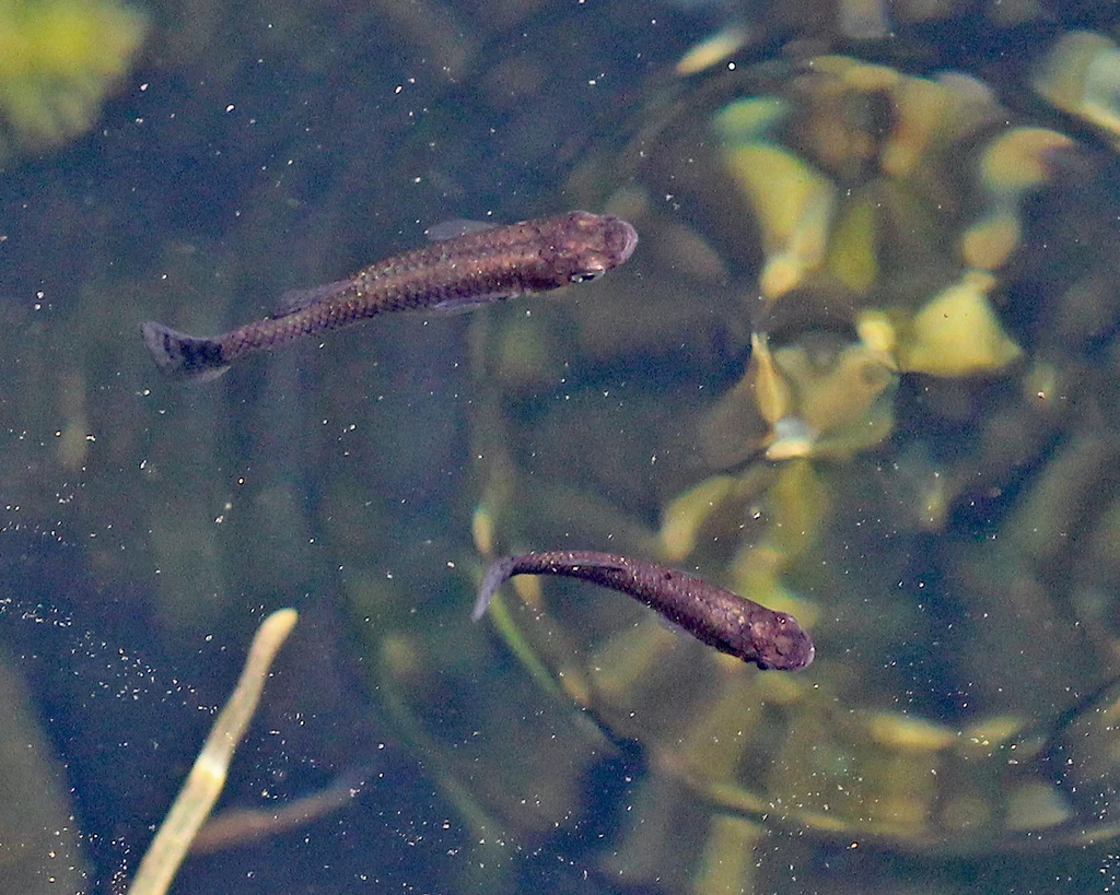 Gambuzja kropkowana (Gambusia holbrooki) to jeden ze 100 najgorszych szkodników na świecie