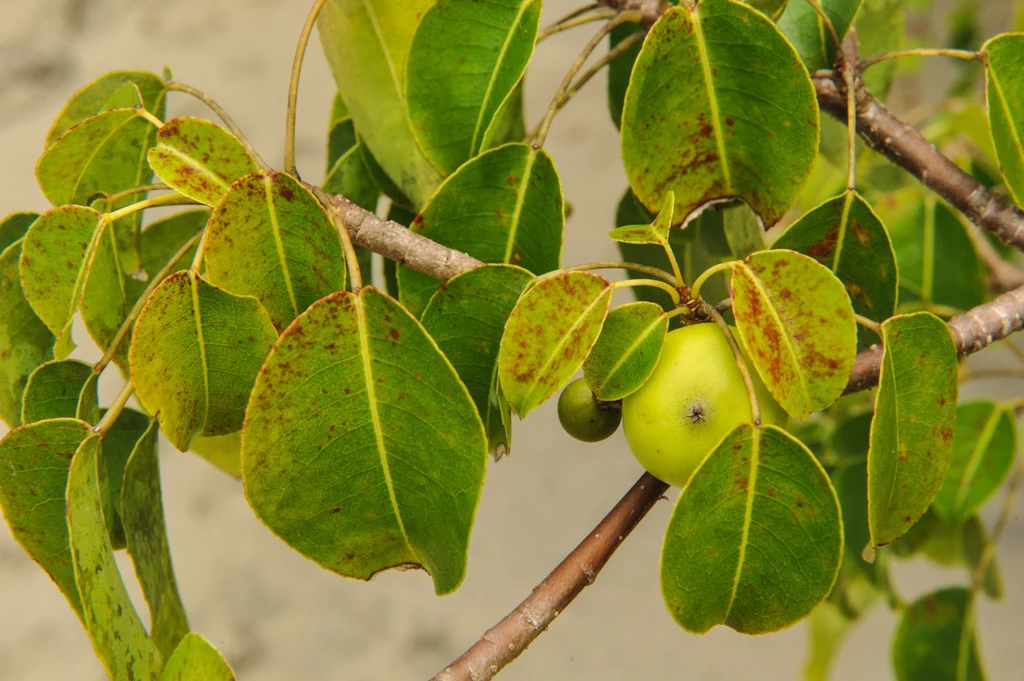 Manchineel jest uznawane za najniebezpieczniejsze drzewo na świecie