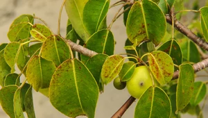 Drzewo manchineel: Cenne dla środowiska, ale niebezpieczne dla człowieka 