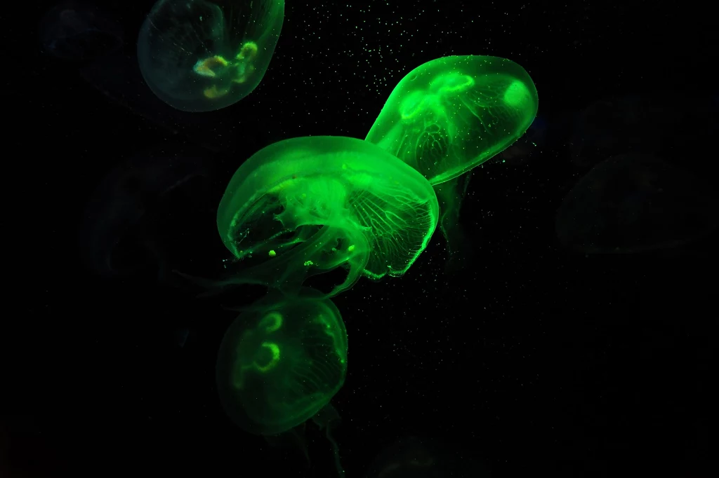 Świecenie pomoże naukowcom lepiej zbadać meduzy