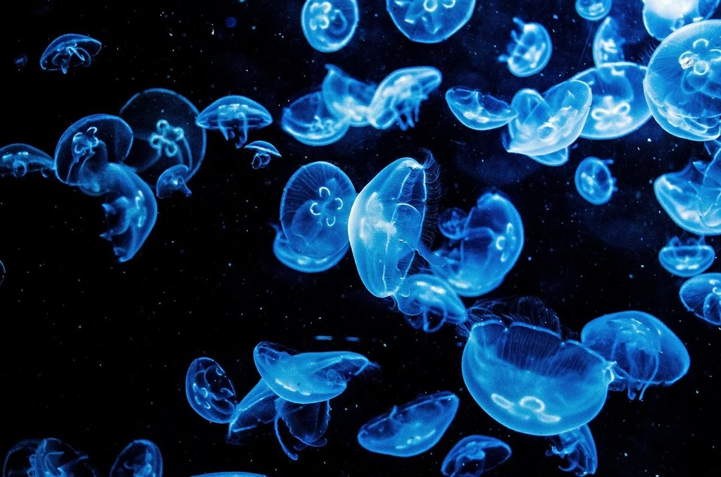 Naukowcy chcą widzieć, jak reagują neurony meduz