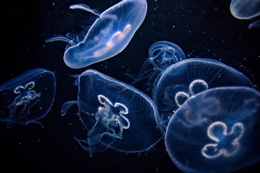 Choć meduzy są nam odległe biologicznie, mogą pomóc w lepszym zrozumieniu wielu organizmów