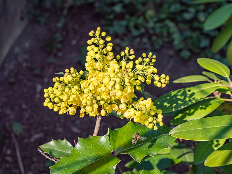 Mahonia, znana także jako ościał, wiosną oryginalnie kwitnie!