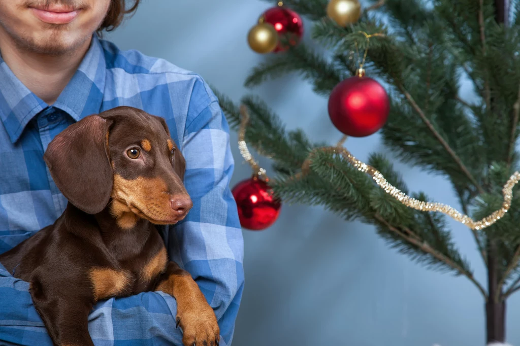 Jak psy reagują na świąteczną muzykę? Bardzo pozytywnie!  