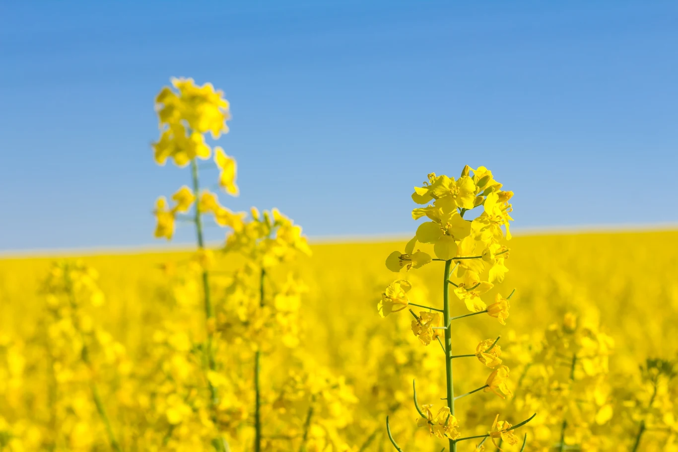 Z rzepaku można uzyskać olej na dwa sposoby, przy czym olej z pierwszego tłoczenia jest lepszy niż ten rafinowany. Z rzepaku można uzyskać olej na dwa sposoby, przy czym olej z pierwszego tłoczenia jest lepszy niż ten rafinowany.