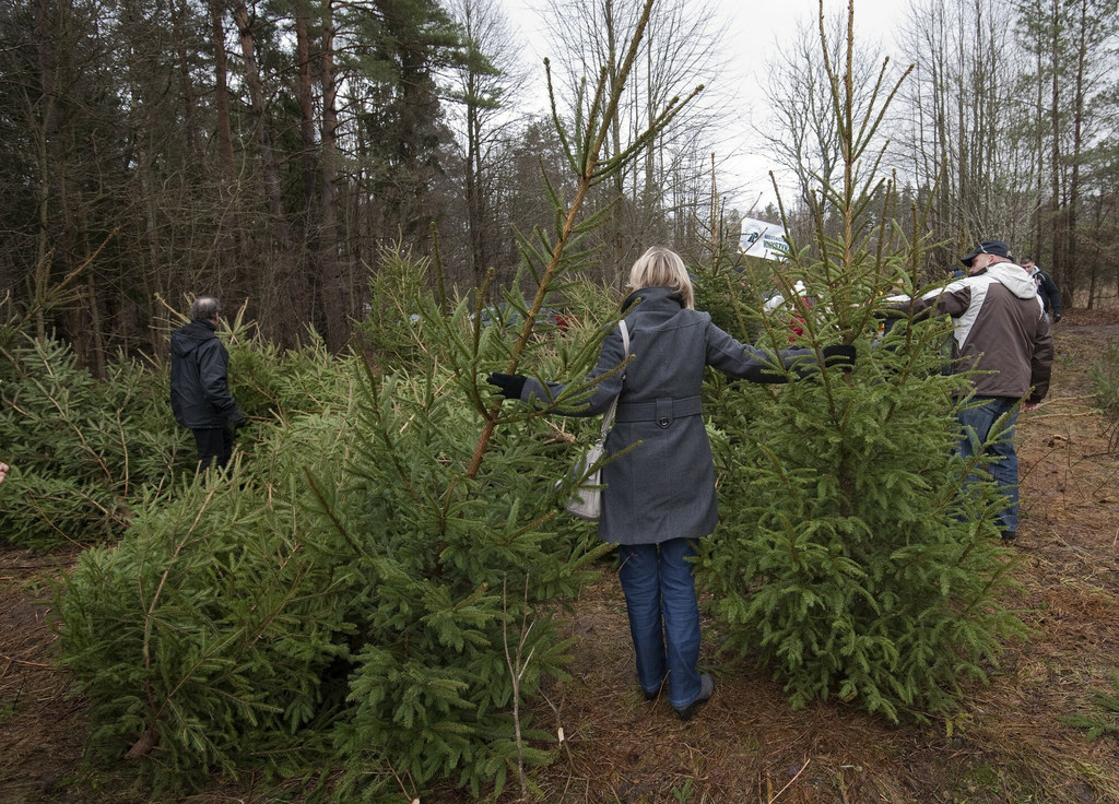 Sprzedaż świątecznych choinek wprost z plantacji w nadleśnictwie Knyszyn.