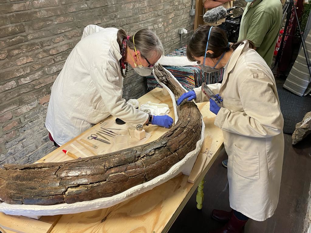 Szkielety 5 mamutów z gatunku Mammuthus trogontherii (mamut stepowy) znaleziono podczas wykopalisk w Anglii. Zwierzęta żyły ok. 200 tys. lat temu