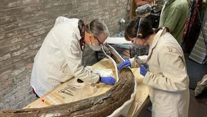 Pięć mamutów sprzed 220 tys. lat odnaleźli paleontolodzy w Anglii