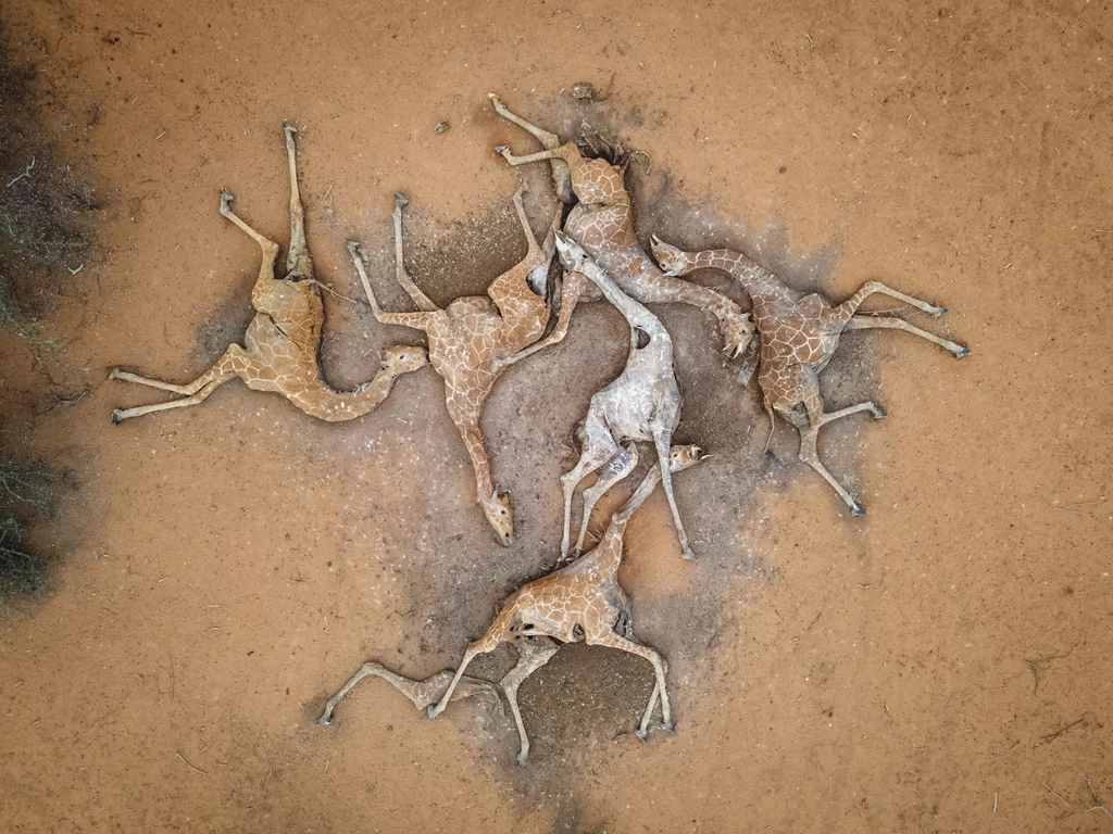 martwe żyrafy w Kenii