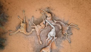 Dramatyczne zdjęcie żyraf w Kenii. Zmiany klimatu zbierają tragiczne żniwo