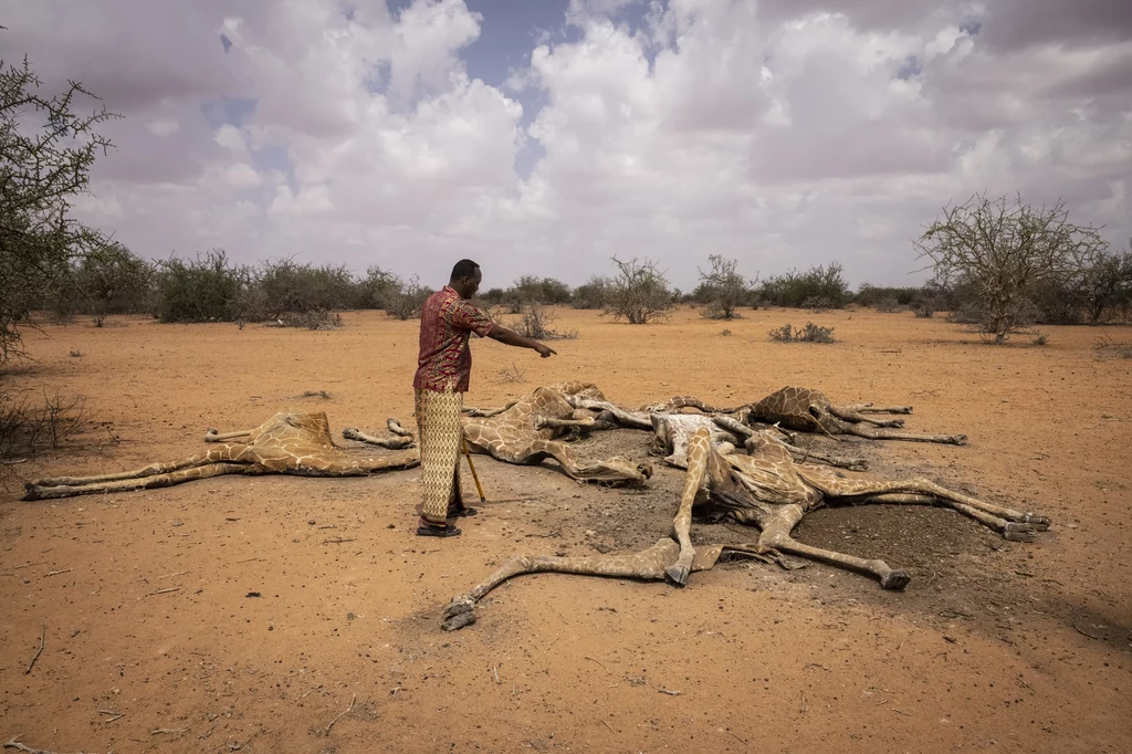 Martwe żyrafy są symbolem tragicznych żniw, jakie zebrała susza w Kenii spowodowana zmianami klimatu