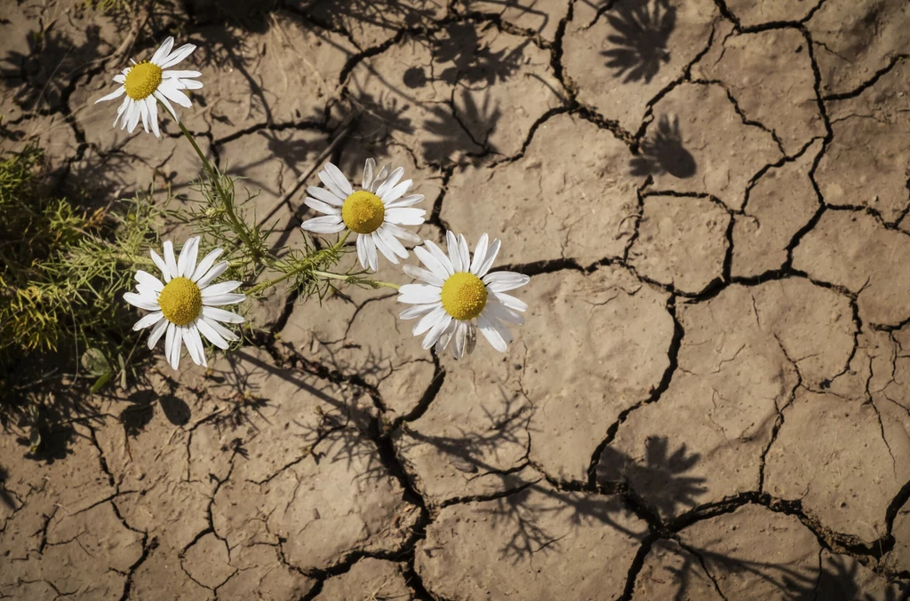 Maruna bezwonna rosnąca na suchej popękanej glebie w kanadyjskiej Albercie.