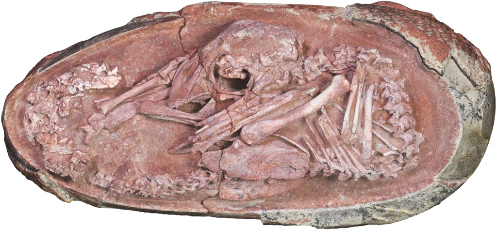 Skamielina embrionu dinozaura odkryta w Muzeum Historii Przyrody Yingliang Stone jest niezwykle dobrze zachowana.