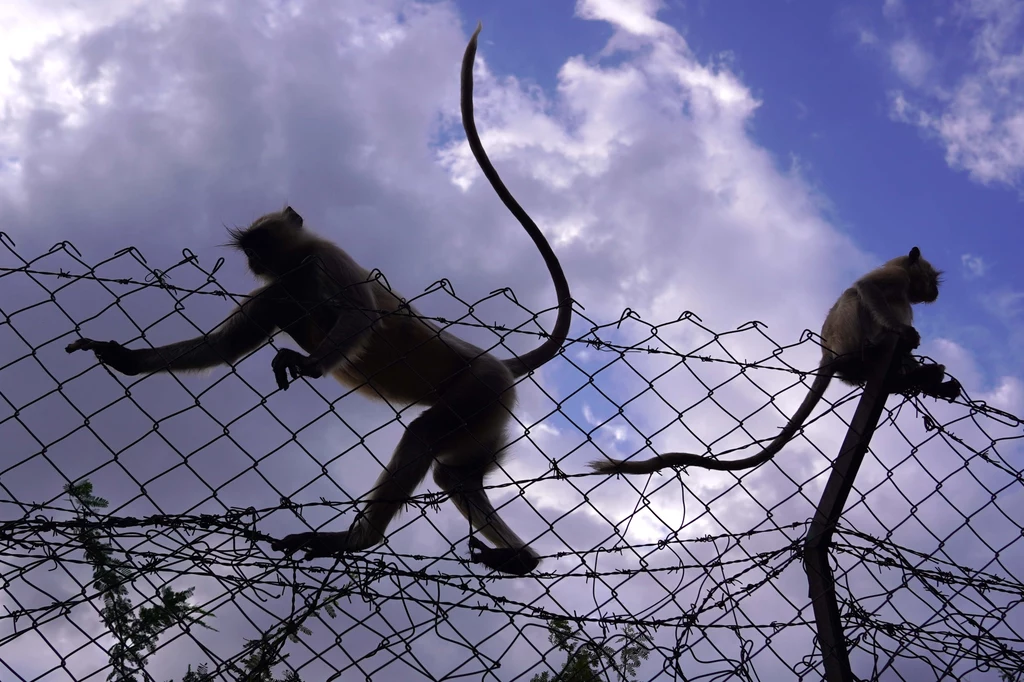 Mordercze małpy w Indiach zabiły ponad 250 psów i dręczą także dzieci - alarmują mieszkańcy wioski Lavool