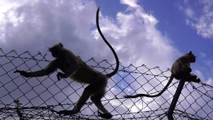 Zabójcze małpy w Indiach. Zwierzęta zabiły co najmniej 250 szczeniaków