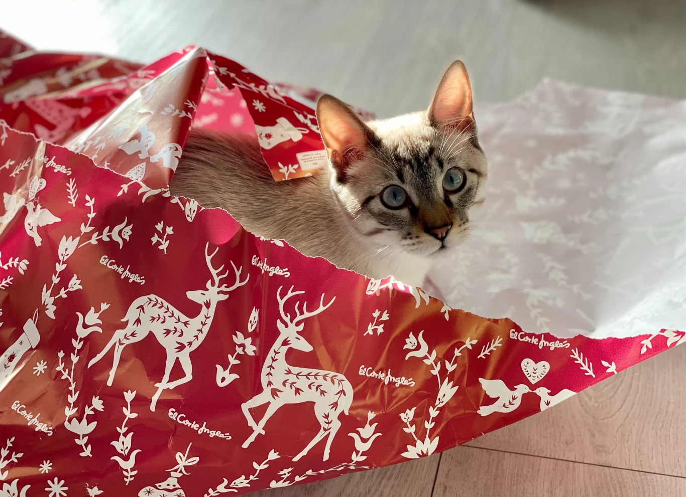 Zużyty papier prezentowy powinien wylądować w koszu na makulaturę lub odpady zmieszane. Może też posłużyć jako... posłanie dla kota Zużyty papier prezentowy powinien wylądować w koszu na makulaturę lub odpady zmieszane. Może też posłużyć jako... posłanie dla kota