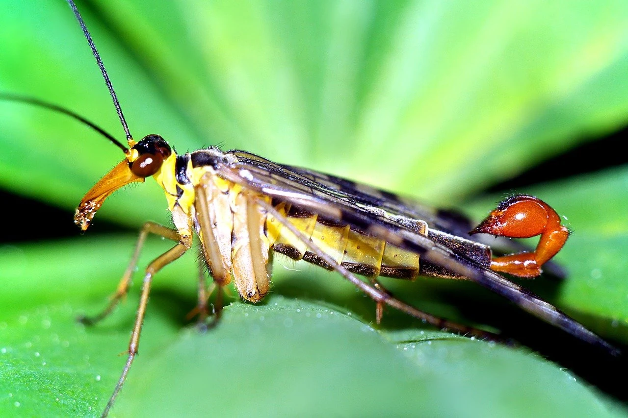 Wojsiłka pospolita próbuje nas zmylić swoją łagodną nazwą, jednak jej wygląd zdecydowanie od tego odbiega