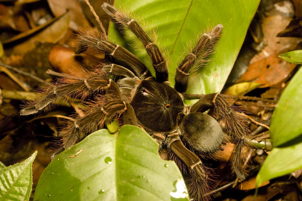 Ptasznik goliat to największy pająk na świecie. 