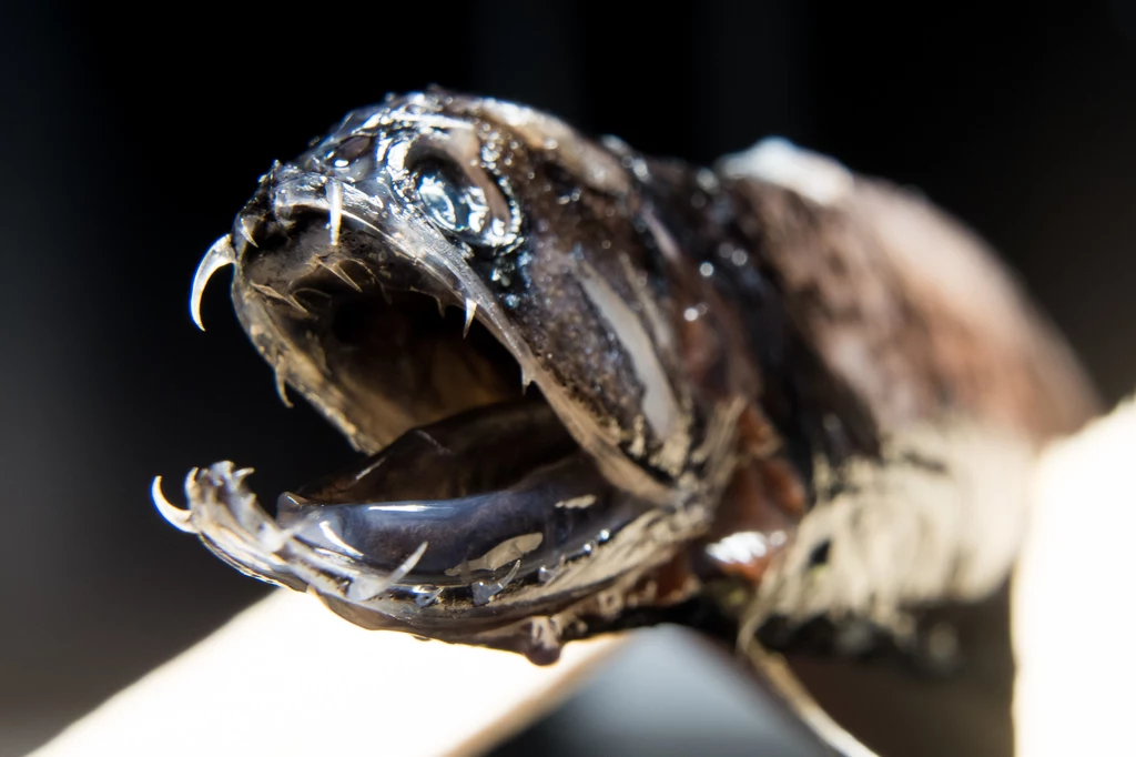 Ciekawostka: ryba-smok posiada zdolność bioluminescencji. Oznacza to, że fragmenty jej ciała świecą w ciemności