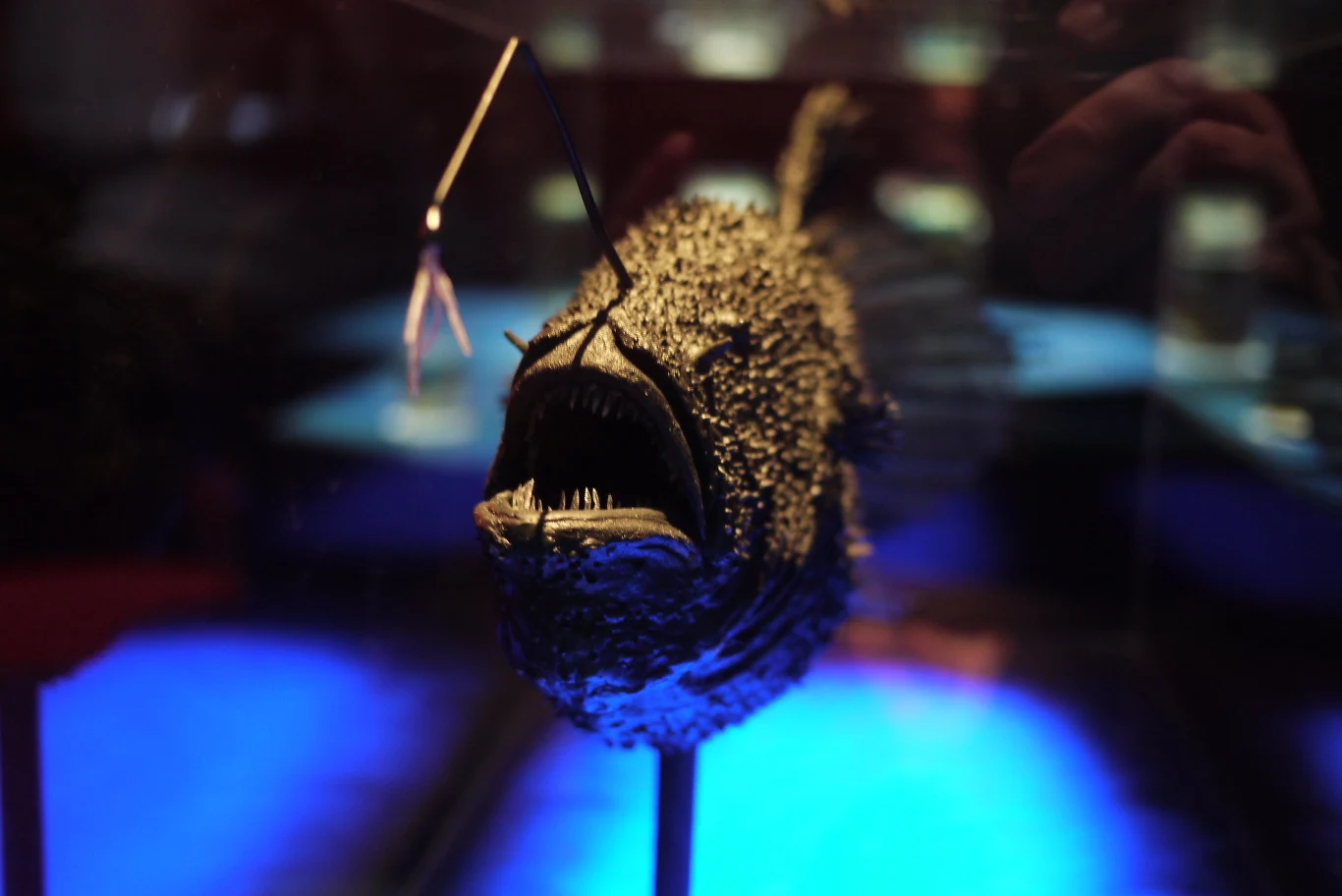 Cechą charakterystyczną samic matronicowatych jest świecąca „wędka” wystająca z głowy