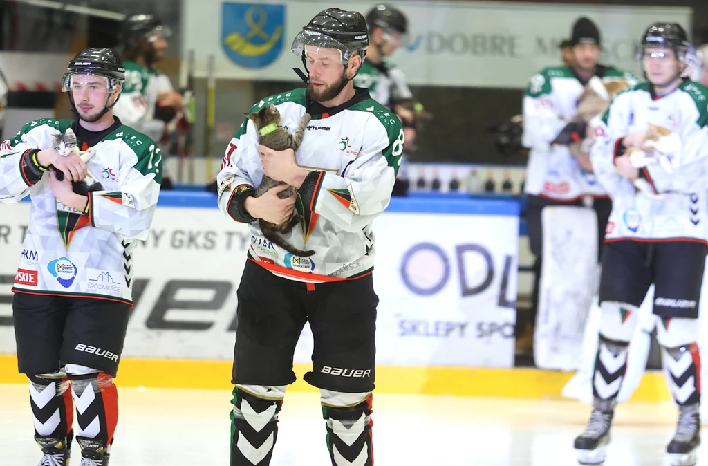 Zawodnicy GKS-u Tychy przed meczem z Cracovią wyjechali na lód w towarzystwie kotów i psów z miejskiego schroniska Zawodnicy GKS-u Tychy przed meczem z Cracovią wyjechali na lód w towarzystwie kotów i psów z miejskiego schroniska