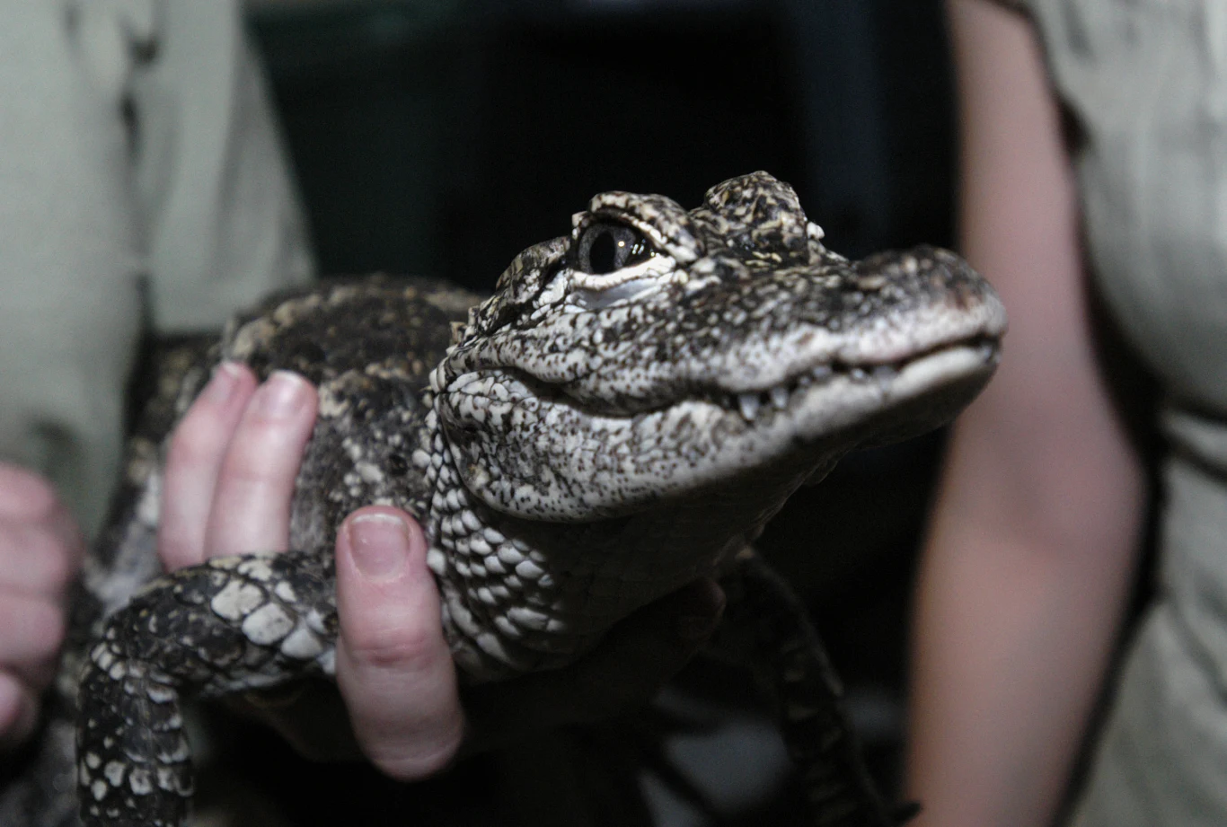 Aligator chiński używa dźwięku w sposób niesłyszalny dla ludzkiego ucha Aligator chiński używa dźwięku w sposób niesłyszalny dla ludzkiego ucha