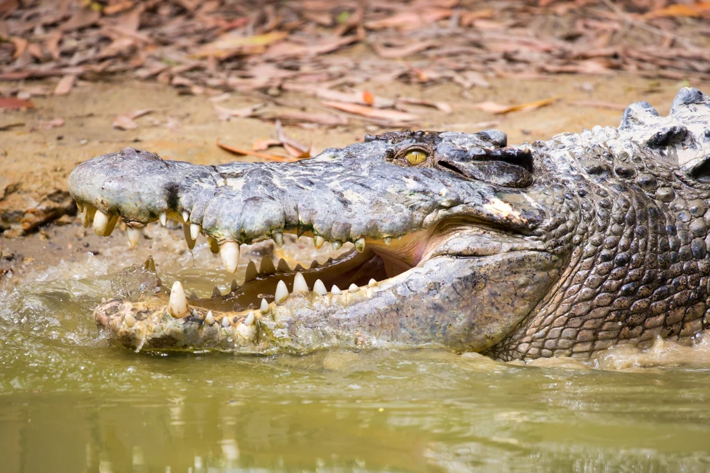 Krokodyle mogą osiągać ponad sześć metrów długości