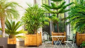 WWażnym elementem oranżerii są duże i szerokie okna, przez które dostarczane jest do wewnątrz światło