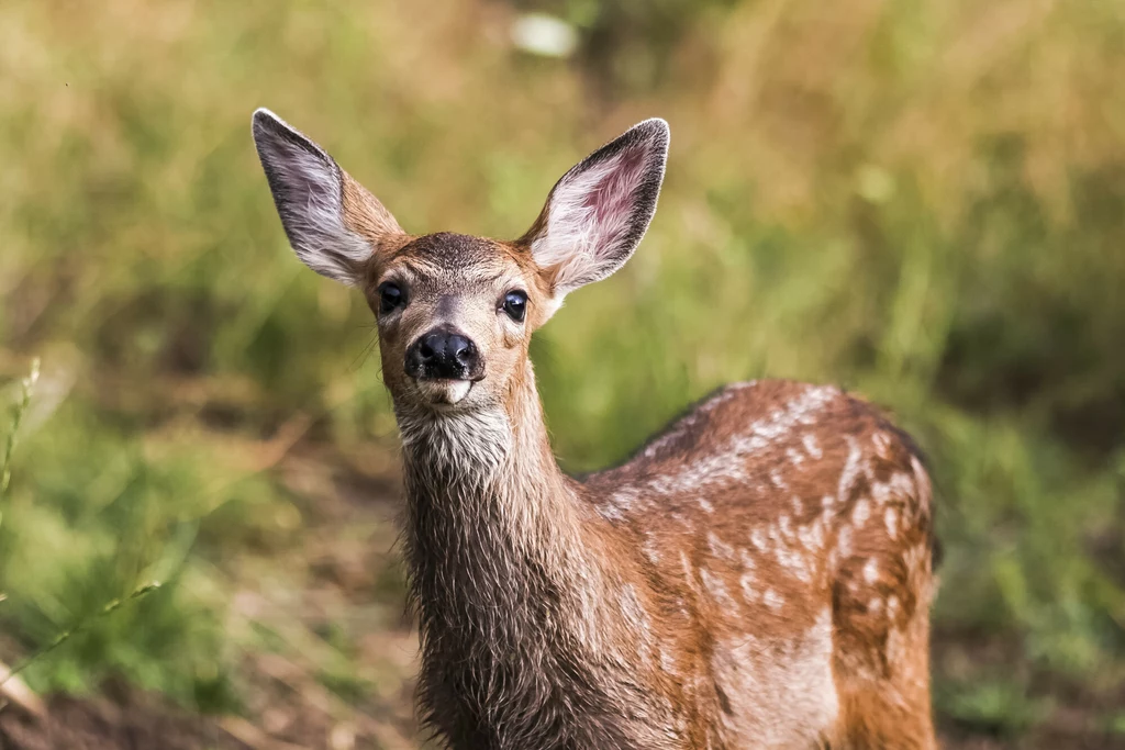 U jeleni z gatunku mulak białoogonowy wykryto trzy nowe warianty koronawirusa 