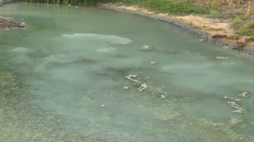 Po wypatrzeniu zagrożenia, ławice błyskawicznie reagują, wywołując fale na powierzchni. Rybki nurkują na kilka sekund, zmuszając sąsiadów do naśladowania ich zachowania.. 