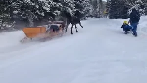 Na drodze do Morskiego Oka mogło dojść do tragedii (Źródło: Facebook/ratujkonie.pl) 