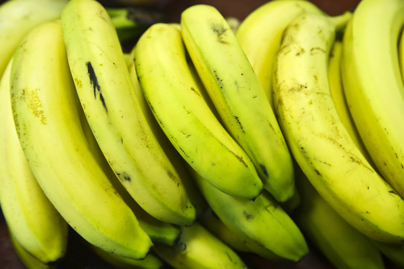 Dla bananowców to odkrycie może być wybawieniem. Dla bananowców to odkrycie może być wybawieniem.