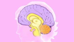 Szyszynka. Tajemniczy gruczoł na straży snu