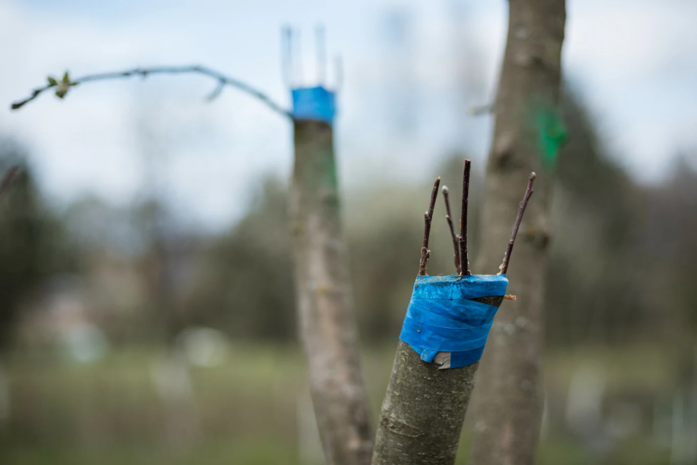 Metoda szczepienia sprawdzała się do tej pory m.in. w przypadku wielu drzewek owocowych. Metoda szczepienia sprawdzała się do tej pory m.in. w przypadku wielu drzewek owocowych.