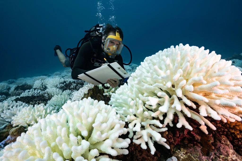 Rafy koralowe blakną przez zmiany klimatu. Pomóc może inżynieria genetyczna