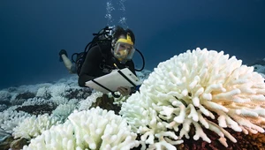 Ta technologia pozwoli odbudować rafy koralowe. Jest bardzo popularna
