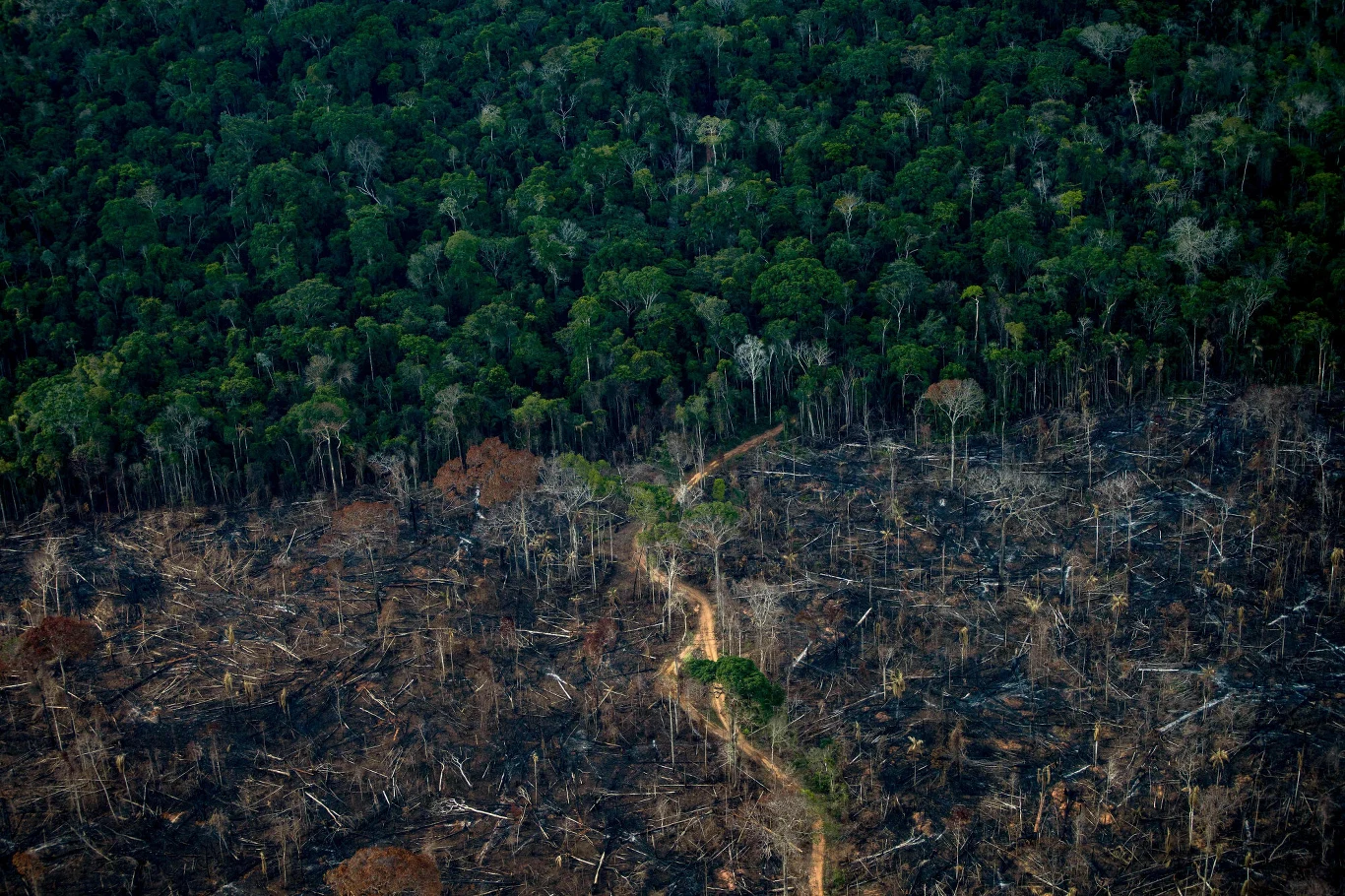 Sadzenie drzew nie pomoże tym bardziej, kiedy wycinamy wiekowe lasy, uwalniając w ten sposób ogromne ilości CO2 do atmosfery. Sadzenie drzew nie pomoże tym bardziej, kiedy wycinamy wiekowe lasy, uwalniając w ten sposób ogromne ilości CO2 do atmosfery.