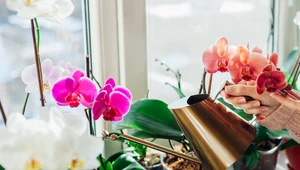 Trzy triki na storczyki. Jak pielęgnować orchidee? 